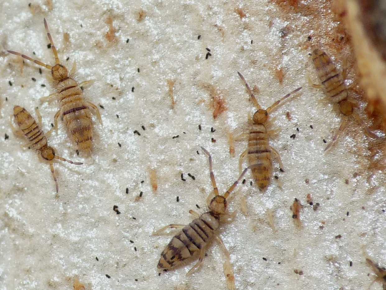 Collemboli striati (Entomobrya cfr multifasciata)